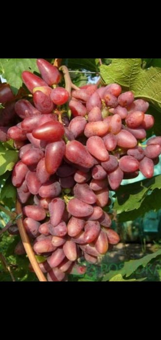 Саженцы винограда