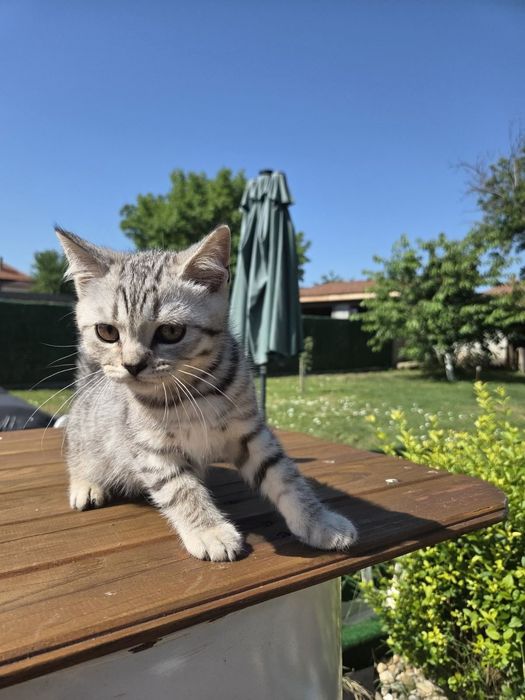 Британски котенца