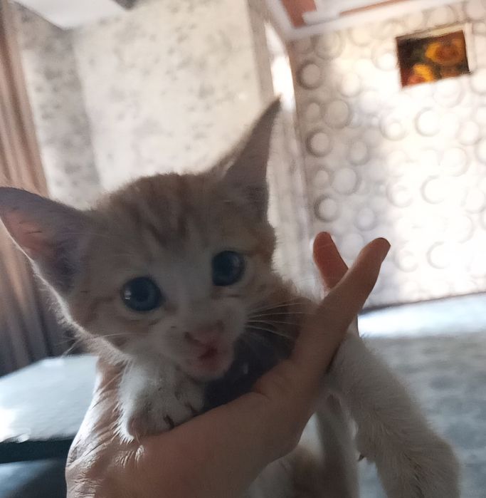 Mushuk tekinga yaxhi qaraydigan insonga