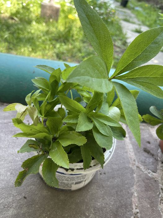 Морозник куст все вопросы на воцап