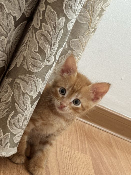 Отдам в добрые руки котенка