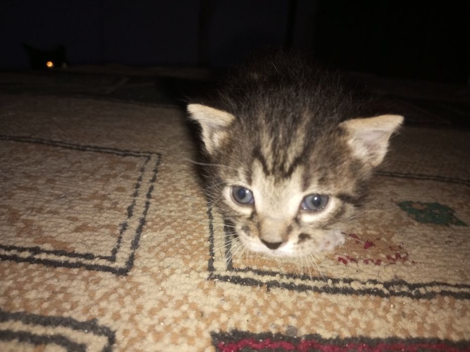 Отдам двух котят