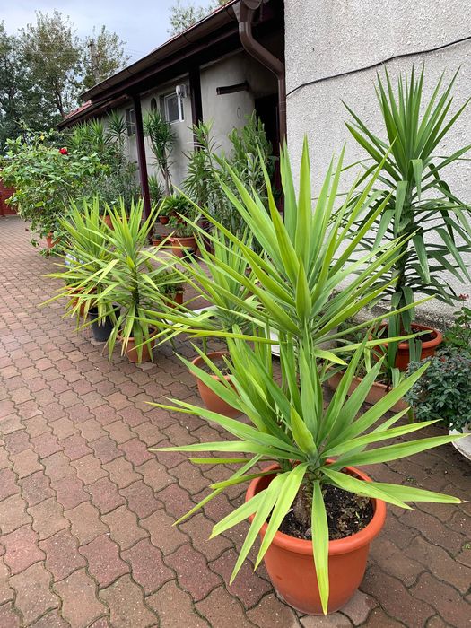 Plante : plante și semințe