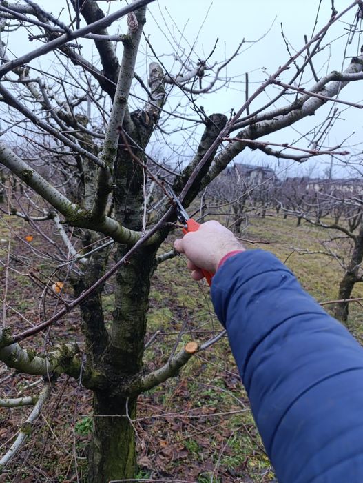 Tăieri pomi, arbuști, plante ornamentale