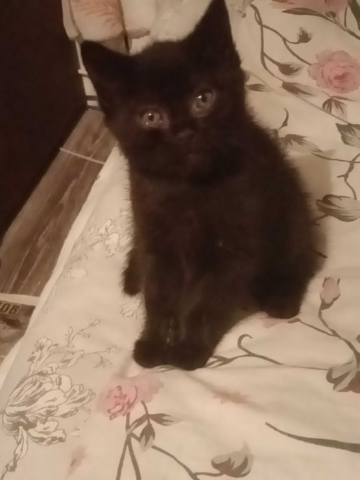 котята мышеловы. ,добрым людям