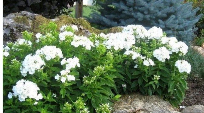 Цветы многолетки