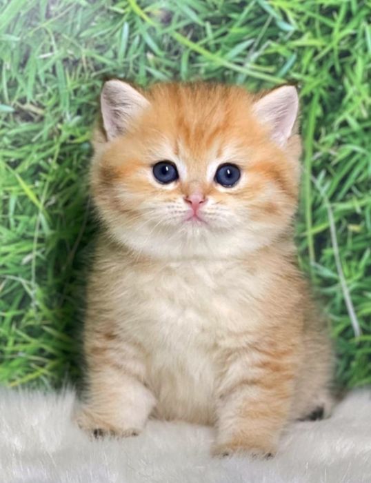 Британские чистокровные золотая шиншилла