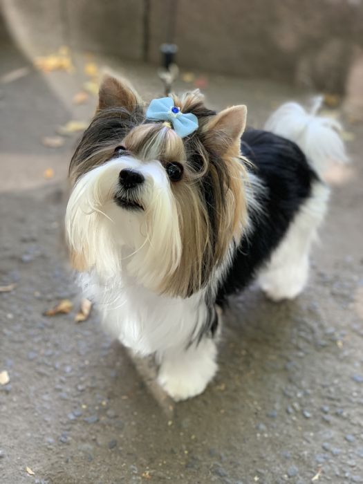 Бивер ищет подругу