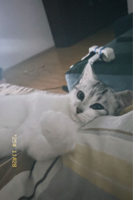 отдается кошечка, 8 месяцев