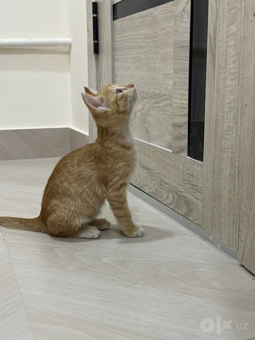 Отдаю котят в добрые руки