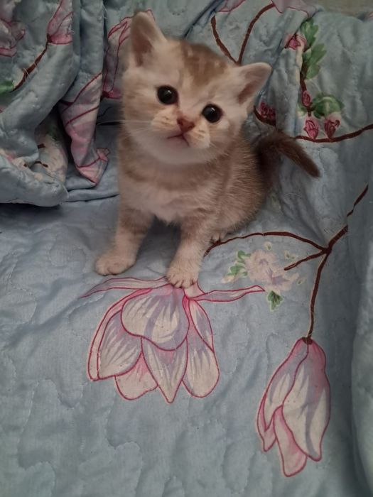 Продам  котят ..