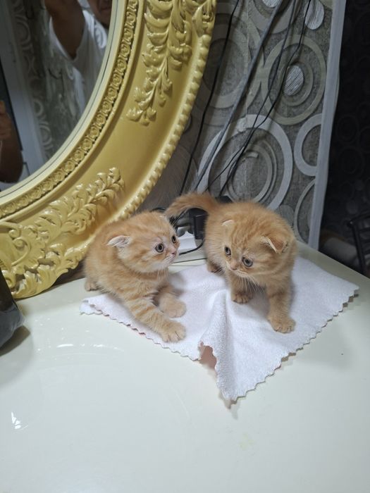 Вислоухие вислоухая Котята кошки шотландски(е)(й) котёнок шотландская