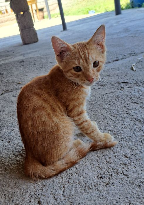 Отдам котят в хорошие руки