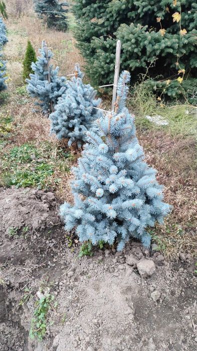 Голубые елки формированные