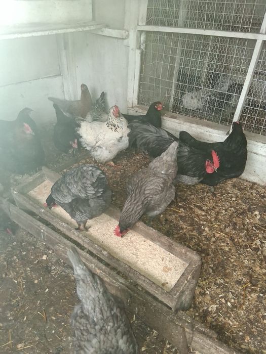 Gaini diferite rase, cocosi albi, oua