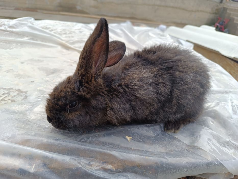 Продаётся крольчиха