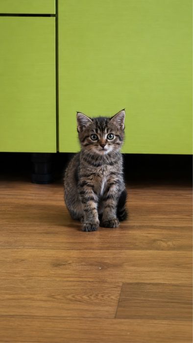 Самый милый котенок