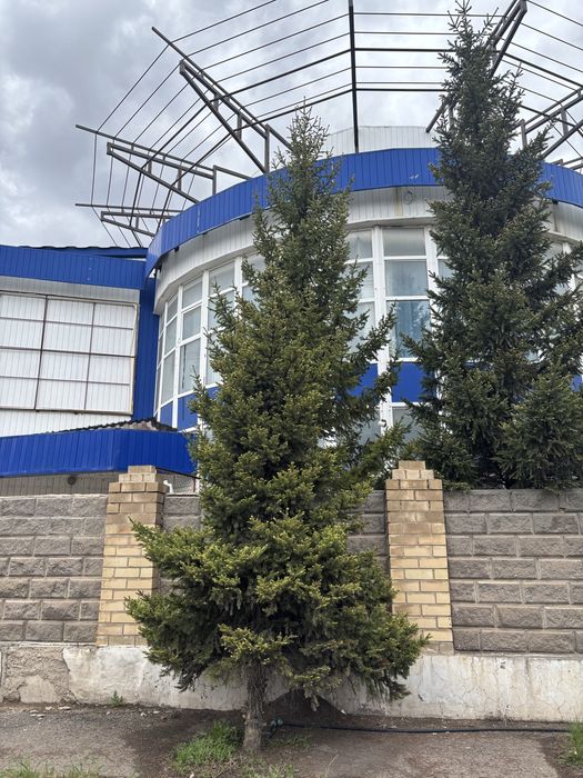 Профессиональный массаж в Астане