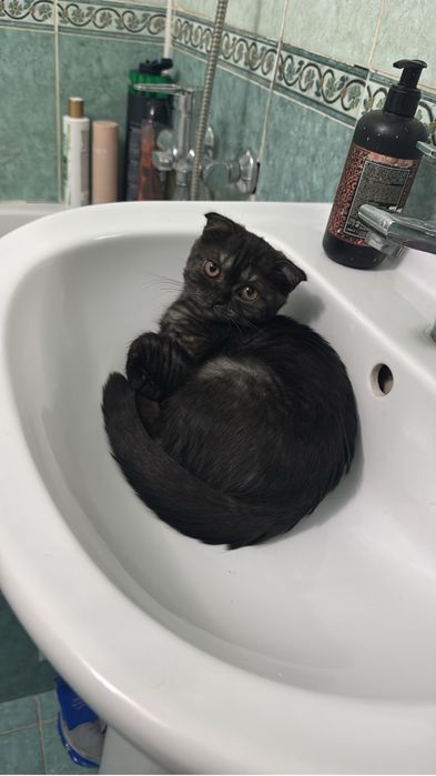 Ищем кота для вязки  ……