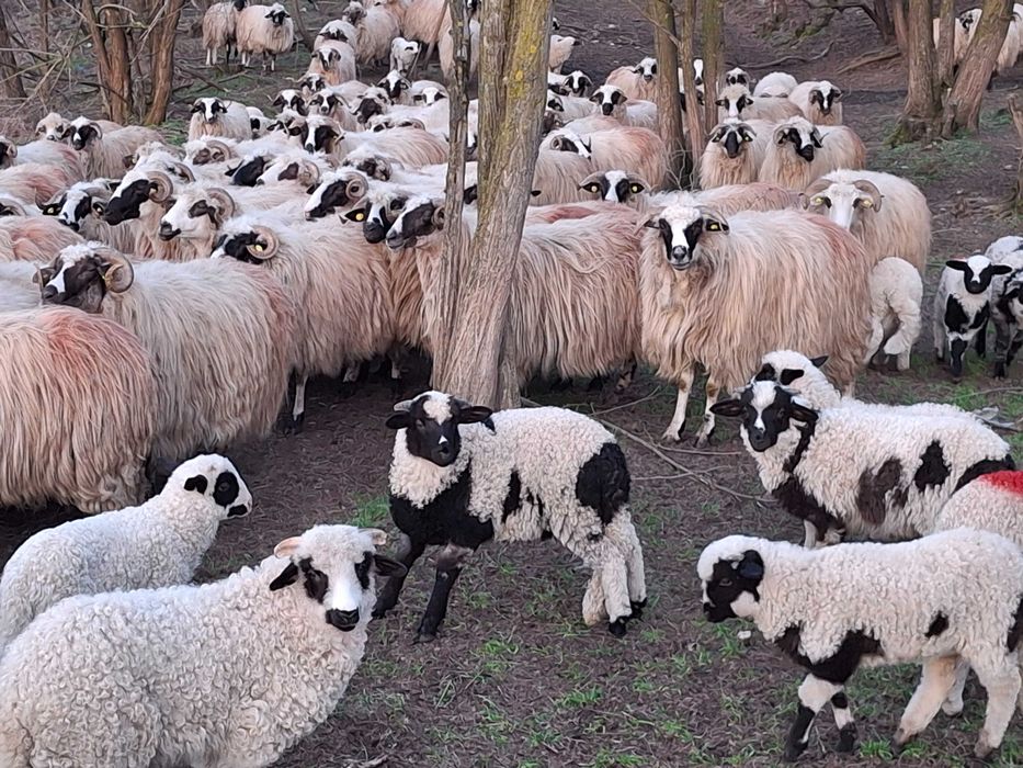 Vand 100 de oi cu miel