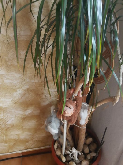 Цветя,мушкато,палма,дърво на живота,растения,готови за декорация,отгле