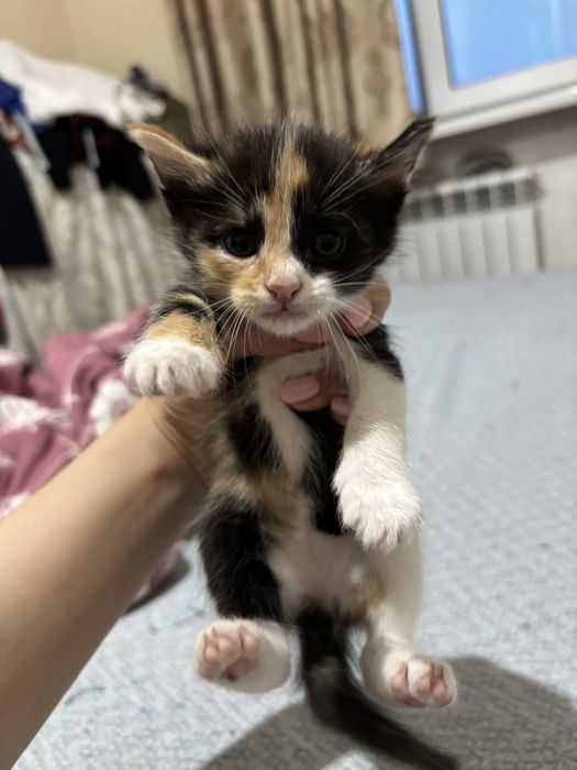 Котенок 1,5месяцев