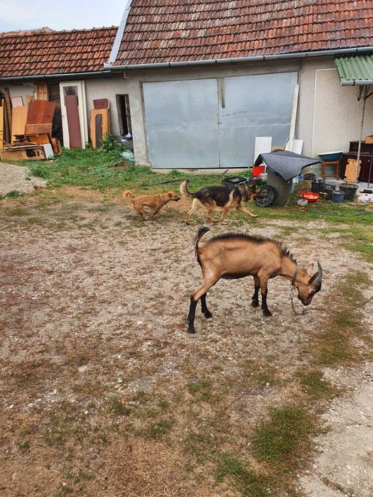 Țap alpina franceza rasa pura, vând sau schimb cu baloti sau cereale