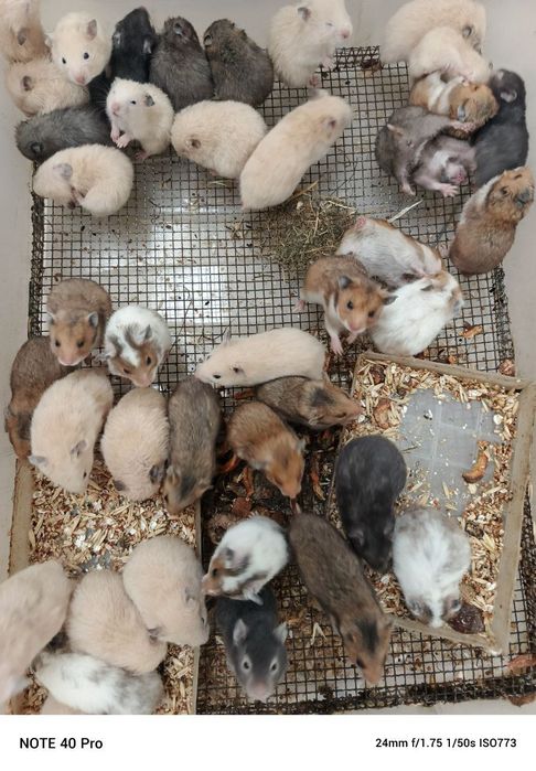 Хомички разных окрасов оптом