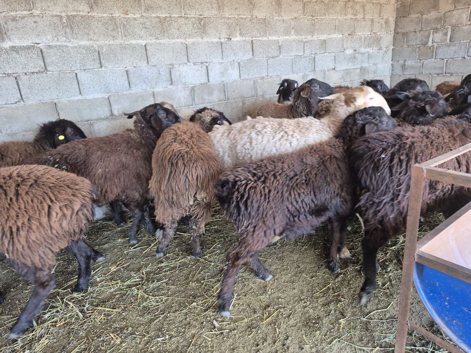 Токты кошкар токты ургашы қой кой