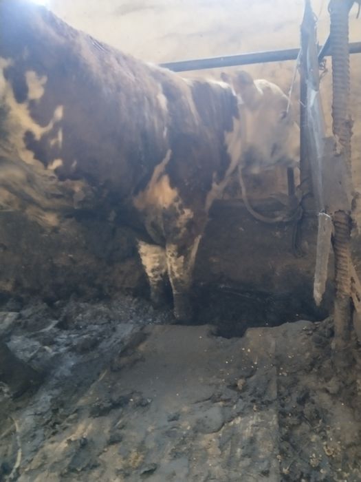 Откорм бұқалар сатылады