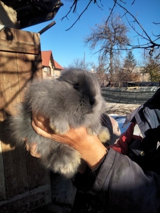 Продам кролика. Ему полтора месяца