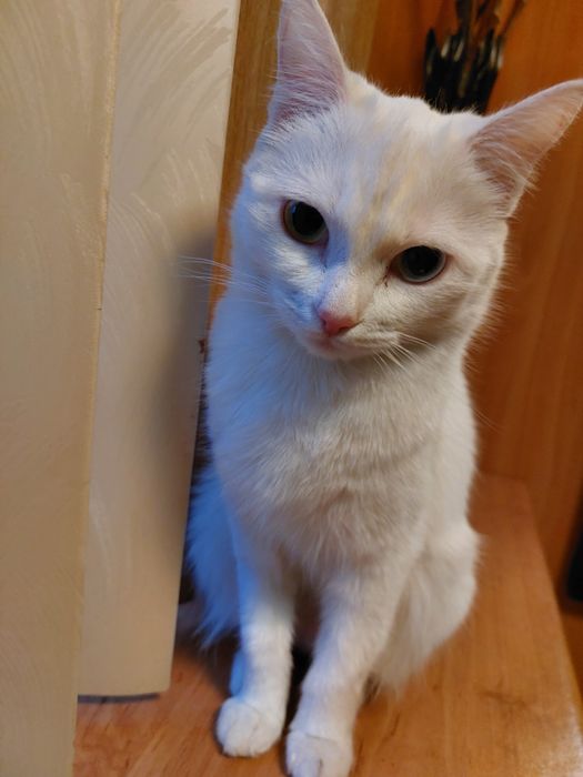 Кошка бесплатно стерилизованная