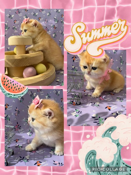 Золотая шиншилла