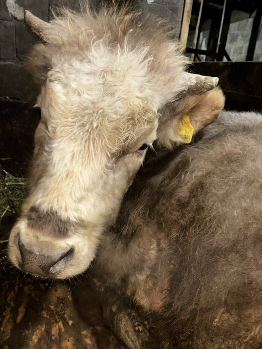 Бычок 370000 тыс