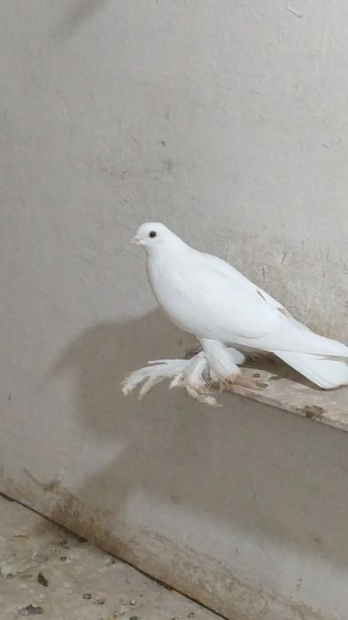 Продам домашних голубей