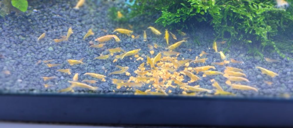 Creveți galbeni / Creveți yellow acvariu