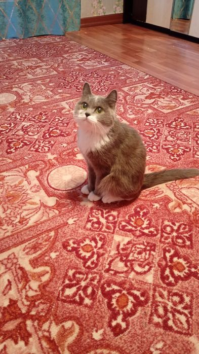 Кошка домашняя ухоженная