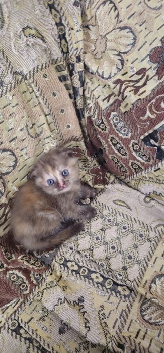 Скоттиш фолд девочка