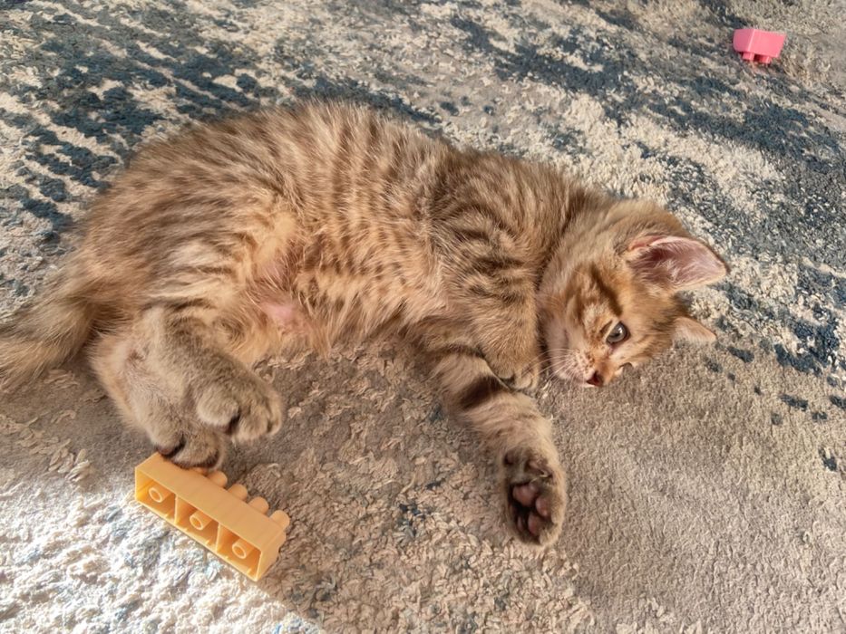 Продам очень красивого котика!в добрые руки!