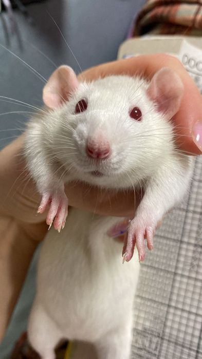 крыски Дамбо ручные