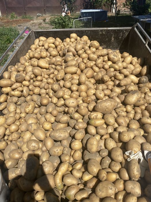 Vand cartofi de consum