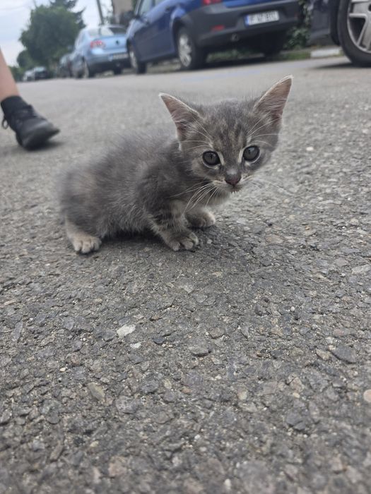 Pui pisica adopție