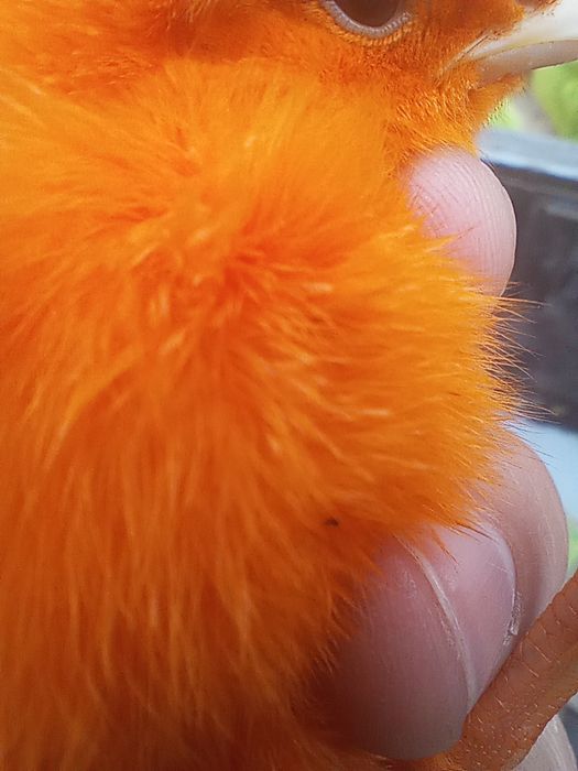 Rangli jojalar  .ФАРГОНА ШАХАР