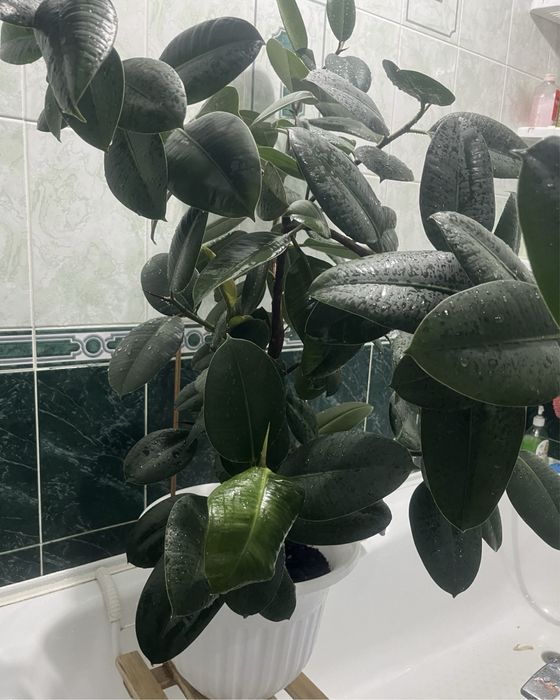 Продам комнатные растения