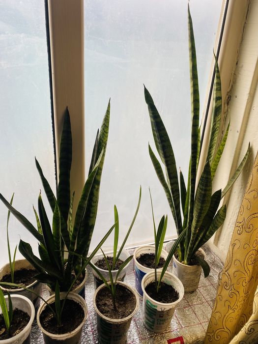 Продам щучий хвост