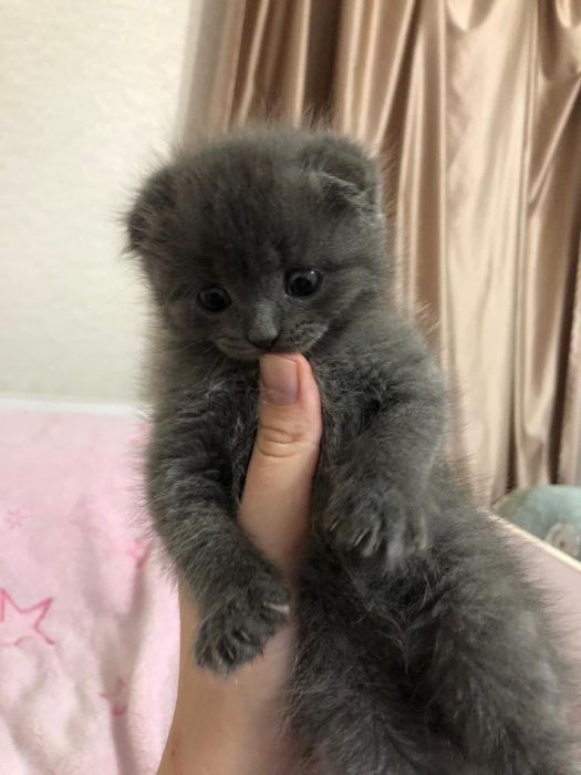 Котенок в добрые руки