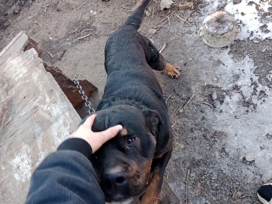 собака Мастиф и Ротвейлер