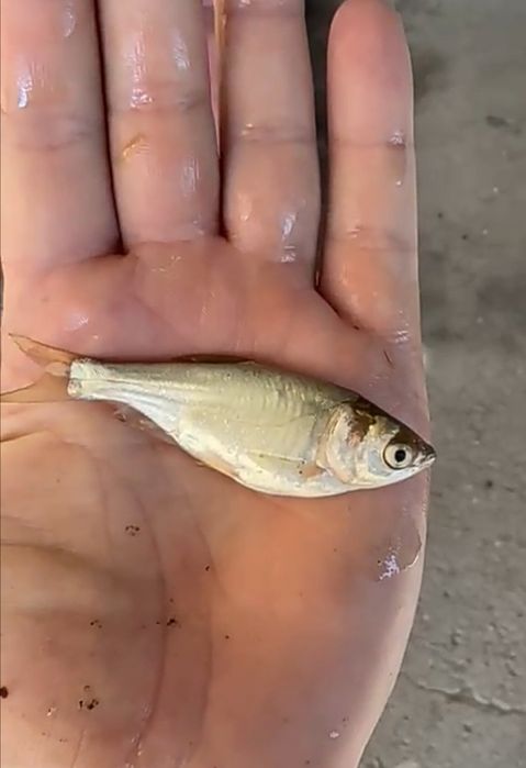 Личинки, Мальки.