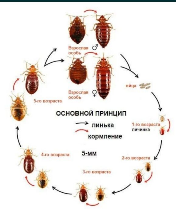 Дизинфекция Dizinfeksiya 25% скидка