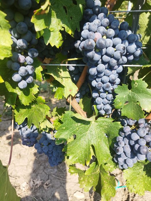 Vand Struguri cabernet si chiraz, pret 4 lei